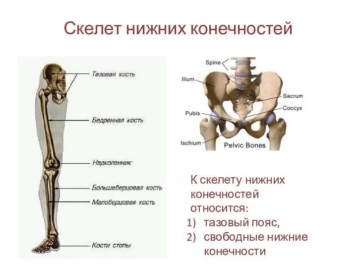 Скелет нижних конечностей К скелету нижних конечностей относится: тазовый пояс, свободные нижние конечности
