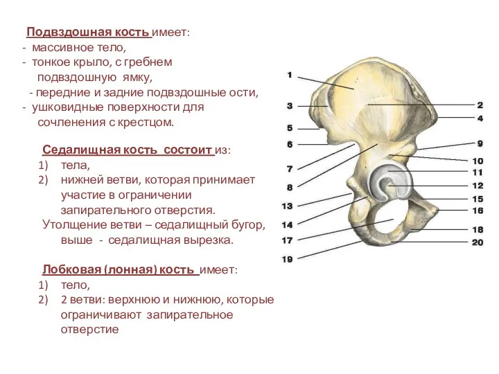 Подвздошная кость имеет: массивное тело, тонкое крыло, с гребнем подвздошную