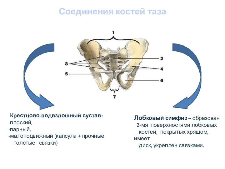 Соединения костей таза Крестцово-подвздошный сустав: плоский, парный, малоподвижный (капсула +