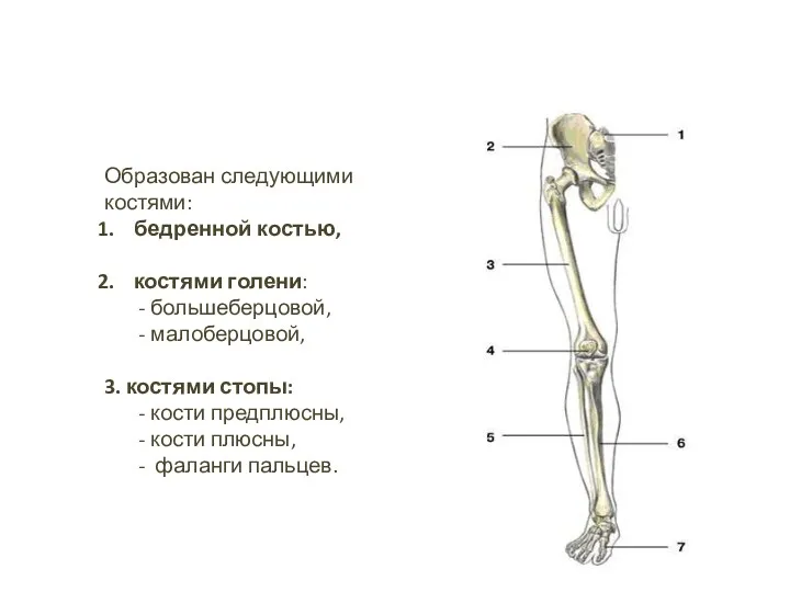 Скелет свободной нижней конечности Образован следующими костями: бедренной костью, костями