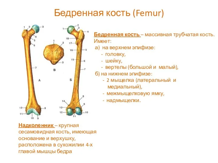 Бедренная кость (Femur) Бедренная кость – массивная трубчатая кость. Имеет: