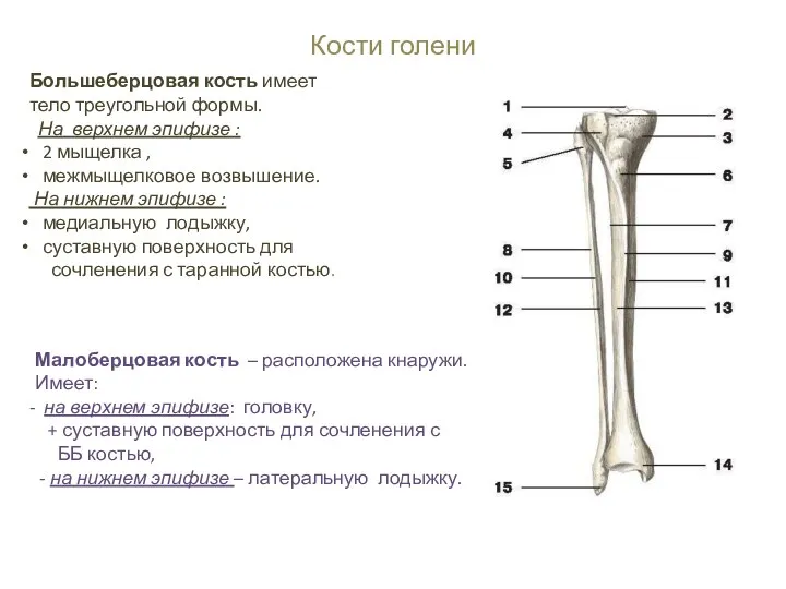 Кости голени Большеберцовая кость имеет тело треугольной формы. На верхнем