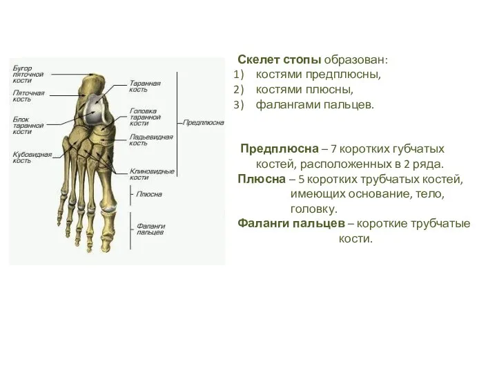 Скелет стопы образован: костями предплюсны, костями плюсны, фалангами пальцев. Предплюсна
