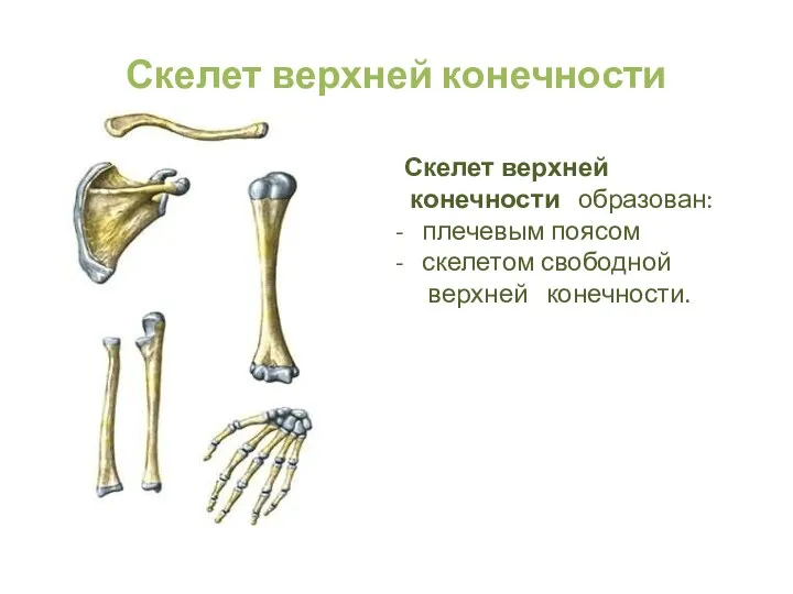 Скелет верхней конечности Скелет верхней конечности образован: плечевым поясом скелетом свободной верхней конечности.