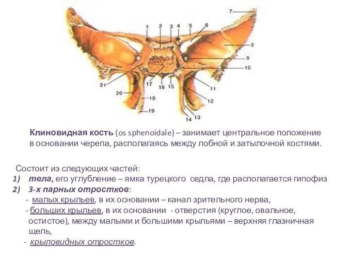 Клиновидная кость (os sphenoidale) – занимает центральное положение в основании