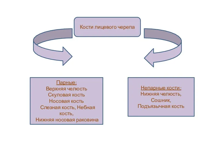 Кости лицевого черепа Непарные кости: Нижняя челюсть, Сошник, Подъязычная кость