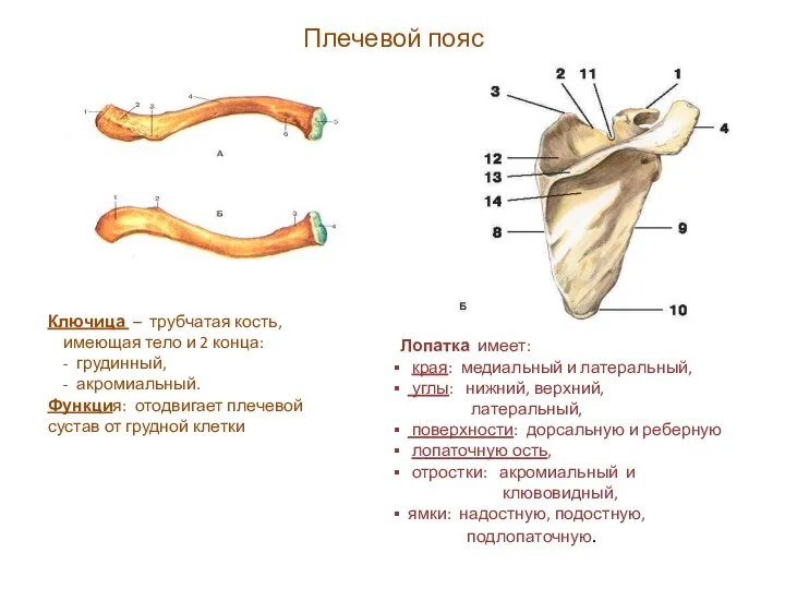 Плечевой пояс Ключица – трубчатая кость, имеющая тело и 2