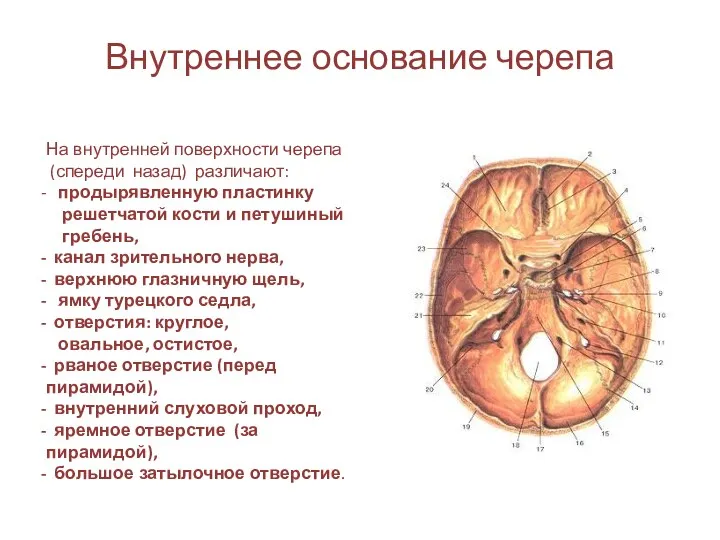 Внутреннее основание черепа На внутренней поверхности черепа (спереди назад) различают: