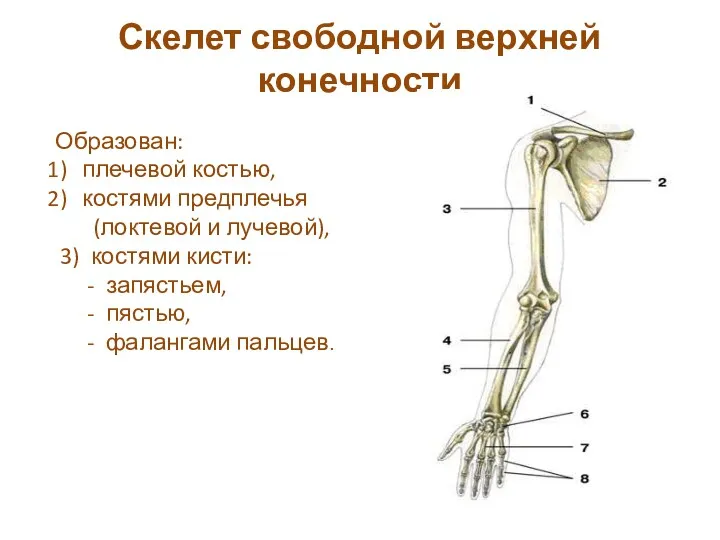 Скелет свободной верхней конечности Образован: плечевой костью, костями предплечья (локтевой