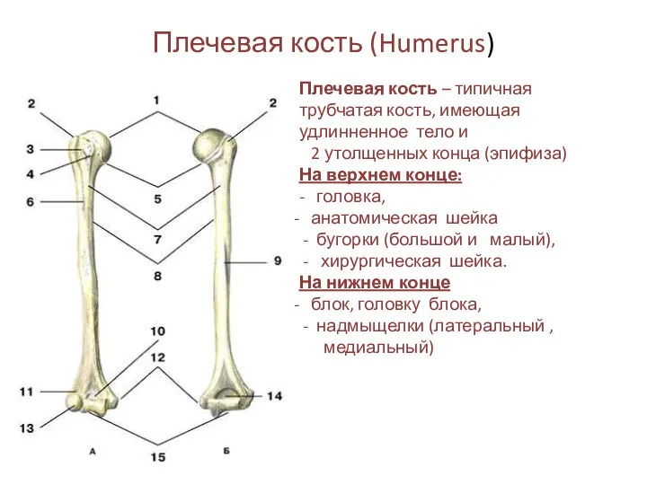 Плечевая кость (Humerus) Плечевая кость – типичная трубчатая кость, имеющая