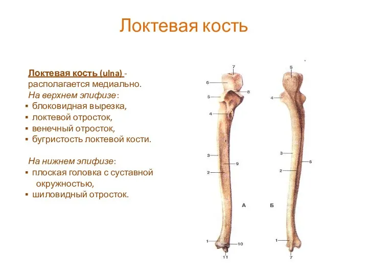 Локтевая кость Локтевая кость (ulna) - располагается медиально. На верхнем