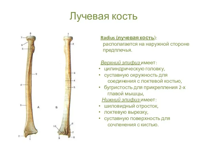 Лучевая кость Radius (лучевая кость): располагается на наружной стороне предплечья.