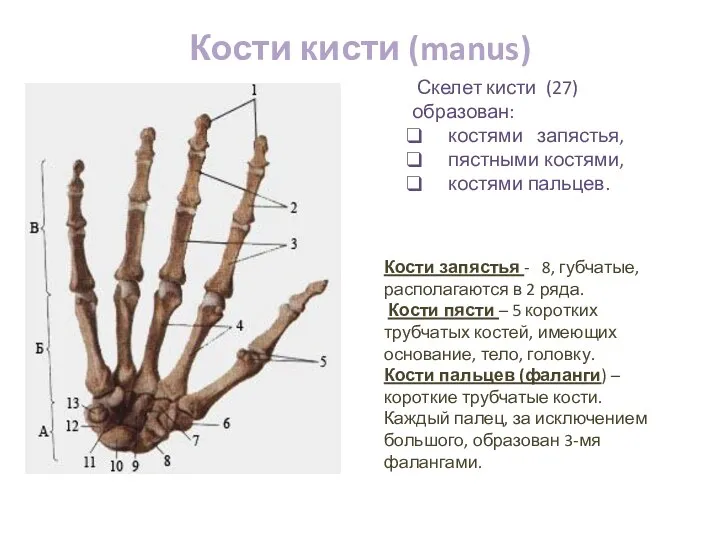 Кости кисти (manus) Скелет кисти (27) образован: костями запястья, пястными