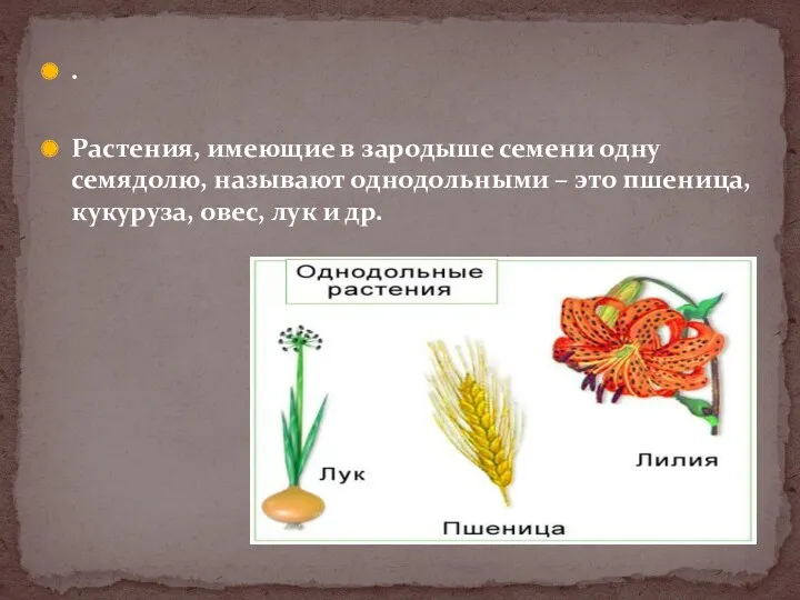 . Растения, имеющие в зародыше семени одну семядолю, называют однодольными – это пшеница,