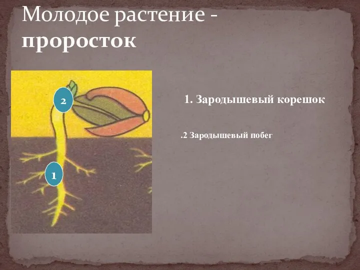 Молодое растение - проросток 1. Зародышевый корешок .2 Зародышевый побег 2 1