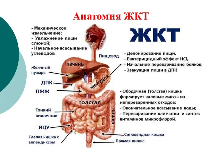 Анатомия ЖКТ