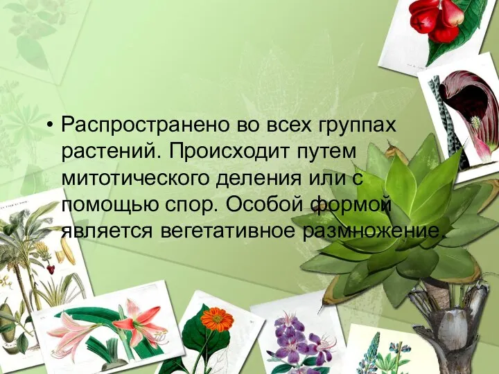 Распространено во всех группах растений. Происходит путем митотического деления или