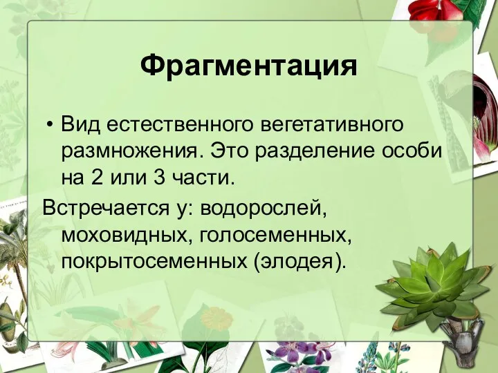 Фрагментация Вид естественного вегетативного размножения. Это разделение особи на 2