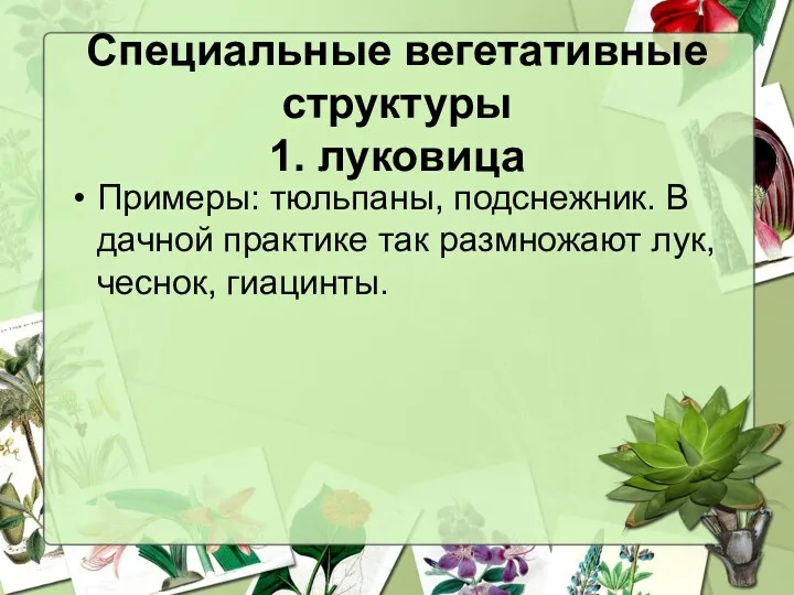 Специальные вегетативные структуры 1. луковица Примеры: тюльпаны, подснежник. В дачной практике так размножают лук, чеснок, гиацинты.