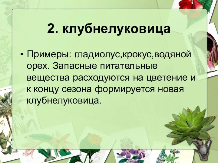 2. клубнелуковица Примеры: гладиолус,крокус,водяной орех. Запасные питательные вещества расходуются на