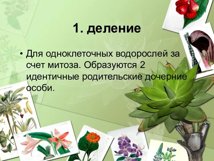 1. деление Для одноклеточных водорослей за счет митоза. Образуются 2 идентичные родительские дочерние особи.