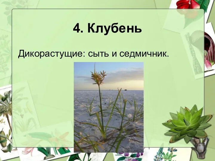 4. Клубень Дикорастущие: сыть и седмичник.