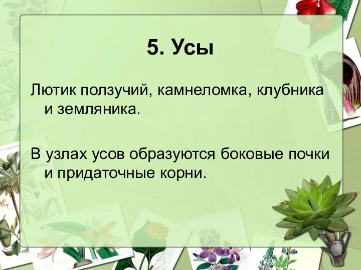 5. Усы Лютик ползучий, камнеломка, клубника и земляника. В узлах