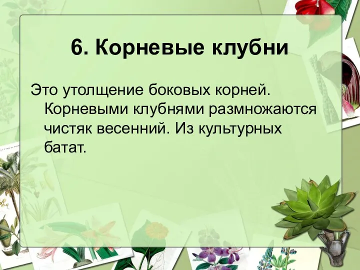 6. Корневые клубни Это утолщение боковых корней. Корневыми клубнями размножаются чистяк весенний. Из культурных батат.