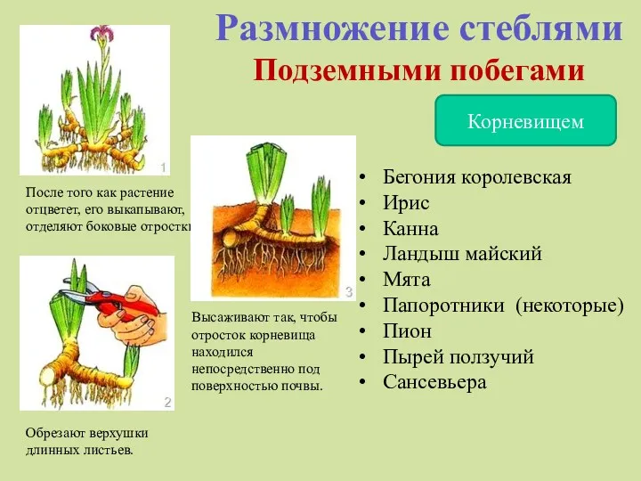 Размножение стеблями Подземными побегами Корневищем После того как растение отцветет,