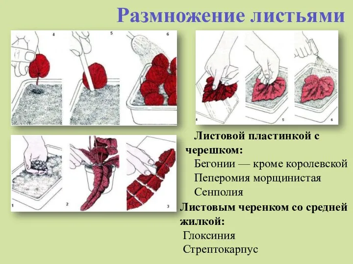 Размножение листьями Листовой пластинкой с черешком: Бегонии — кроме королевской