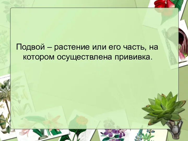 Подвой – растение или его часть, на котором осуществлена прививка.