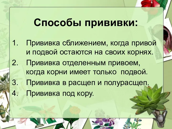 Способы прививки: Прививка сближением, когда привой и подвой остаются на