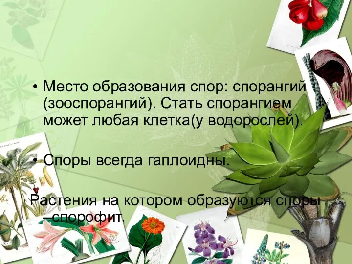 Место образования спор: спорангий (зооспорангий). Стать спорангием может любая клетка(у