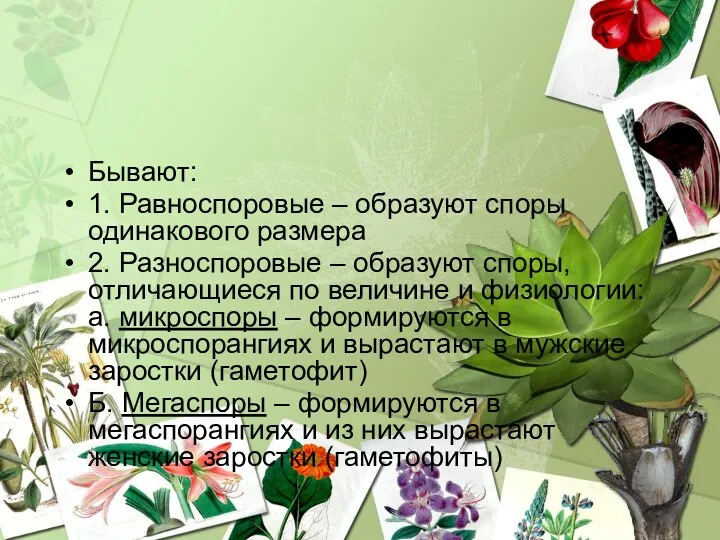 Бывают: 1. Равноспоровые – образуют споры одинакового размера 2. Разноспоровые