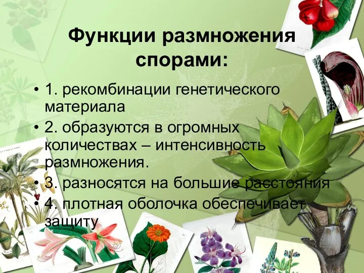 Функции размножения спорами: 1. рекомбинации генетического материала 2. образуются в