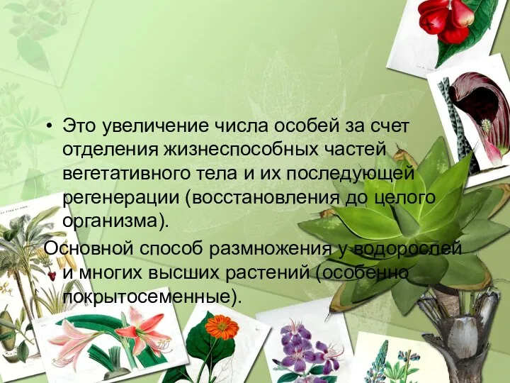 Это увеличение числа особей за счет отделения жизнеспособных частей вегетативного