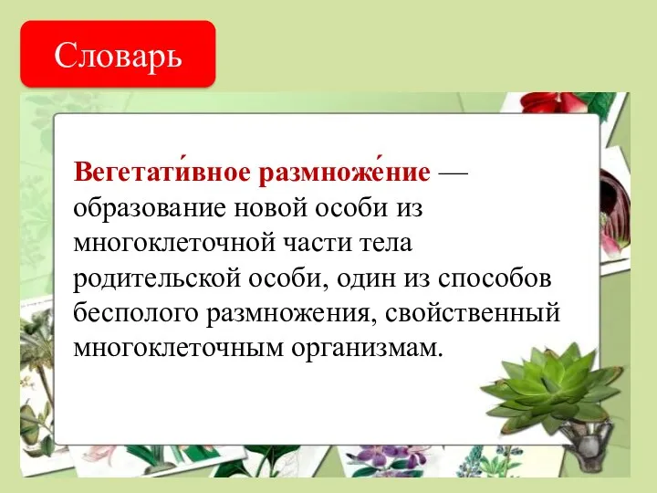 Словарь Вегетати́вное размноже́ние — образование новой особи из многоклеточной части