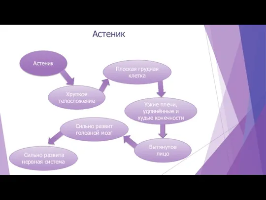 Астеник Астеник Сильно развита нервная система Сильно развит головной мозг
