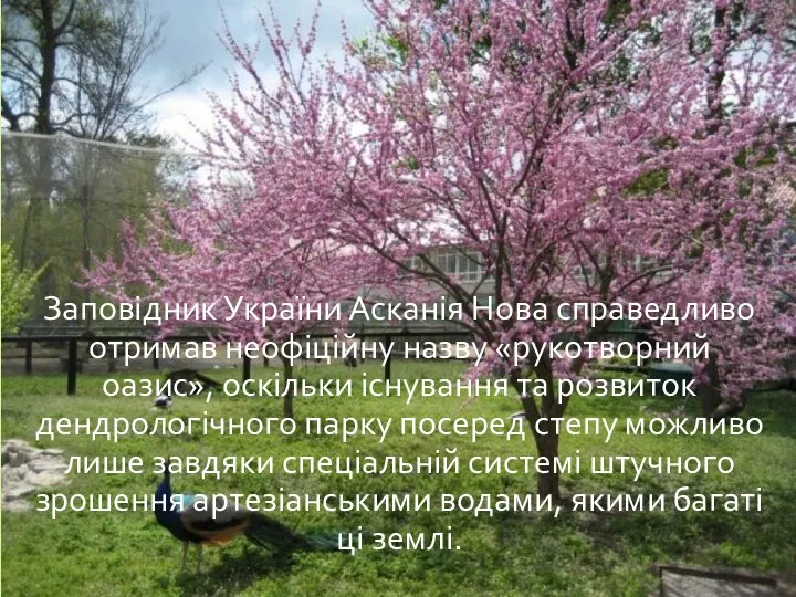 Заповідник України Асканія Нова справедливо отримав неофіційну назву «рукотворний оазис»,