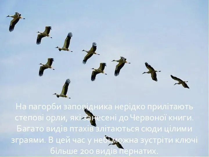 На пагорби заповідника нерідко прилітають степові орли, які занесені до