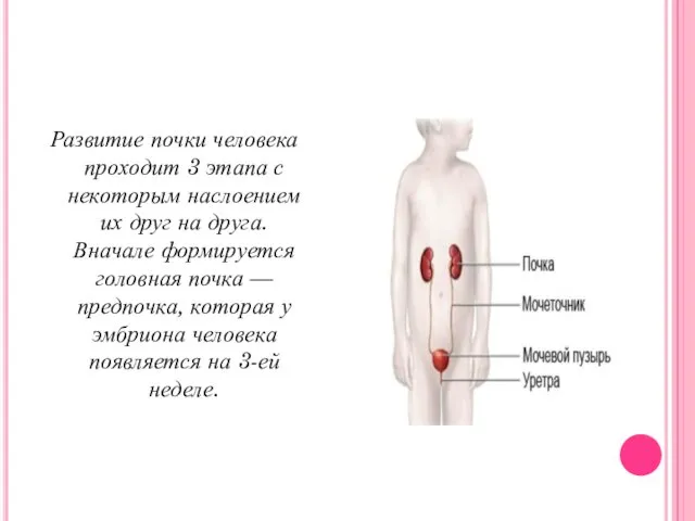 Развитие почки человека проходит 3 этапа с некоторым наслоением их