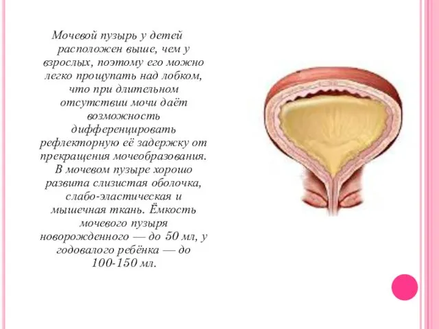 Мочевой пузырь у детей расположен выше, чем у взрослых, поэтому