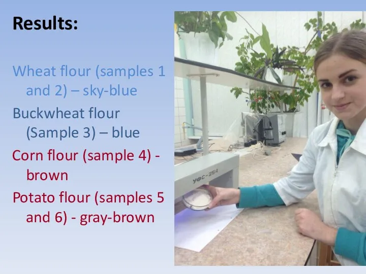 Results: Wheat flour (samples 1 and 2) – sky-blue Buckwheat