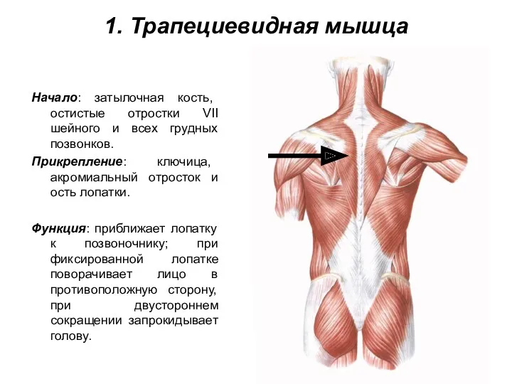 1. Трапециевидная мышца Начало: затылочная кость, остистые отростки VII шейного