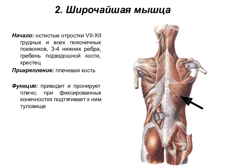 2. Широчайшая мышца Начало: остистые отростки VII-XII грудных и всех