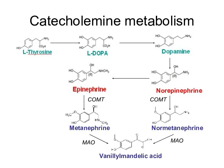 Catecholemine metabolism Metanephrine Normetanephrine Norepinephrine Vanillylmandelic acid COMT COMT MAO MAO