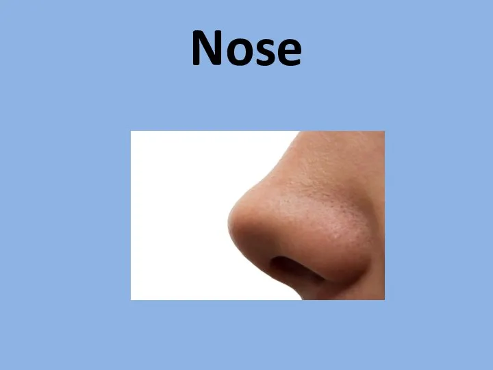 Nose