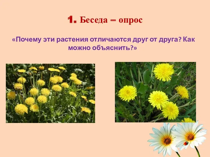 1. Беседа – опрос «Почему эти растения отличаются друг от друга? Как можно объяснить?»
