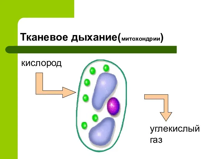 Тканевое дыхание(митохондрии)