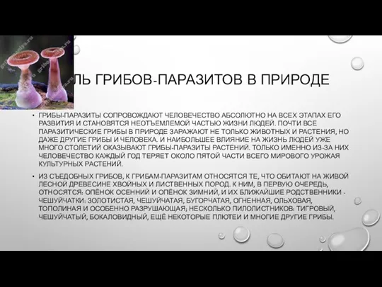 РОЛЬ ГРИБОВ-ПАРАЗИТОВ В ПРИРОДЕ ГРИБЫ-ПАРАЗИТЫ СОПРОВОЖДАЮТ ЧЕЛОВЕЧЕСТВО АБСОЛЮТНО НА ВСЕХ